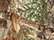 DRI DUCK 5034 Men's Laramie Power Move Jacket - Realtree Edge - Swatch